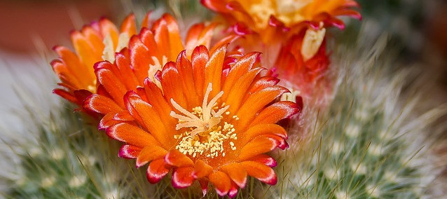A picture of an orange flower growing on a green cactus plant