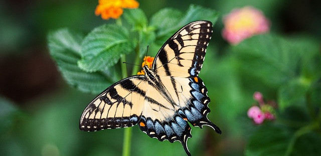 A picture of a colorful butterfly resting on a green plant