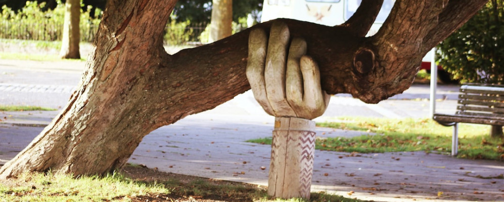A picture of a hand supporting a large tree limb that is extending out from a tree