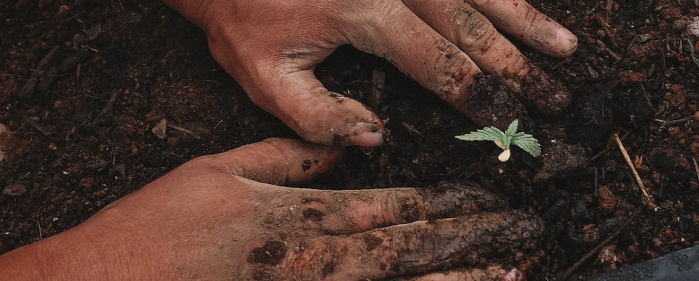 A picture of a person's hands planting a small plant in the rich dark soil